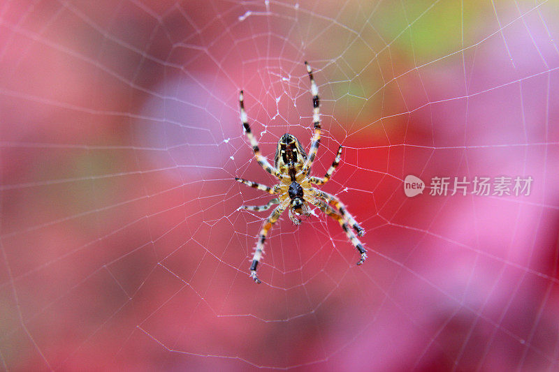 欧洲花园蜘蛛网图像/英语十字蜘蛛/ orbweaver /冠冕